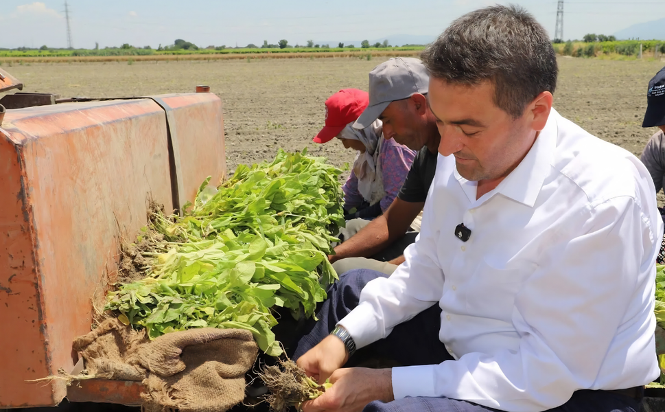 Başkan Cıllı tarlada üreticilerle buluştu: Traktörün direksiyonuna geçip tütün dikti