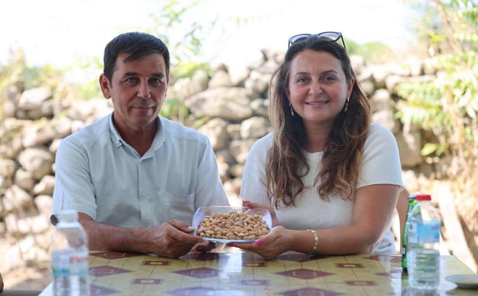 Yuntdağı'nda hasat heyecanı: Fıstık Şenliği için geri sayım!