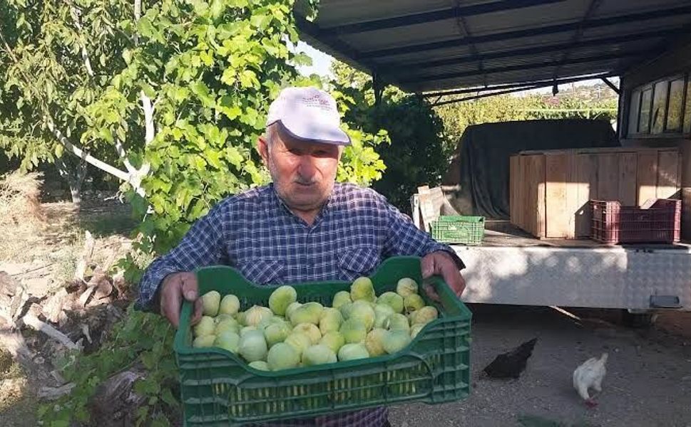 Demirci’de incir mesaisi başladı: Rekolte üreticinin yüzünü güldürdü