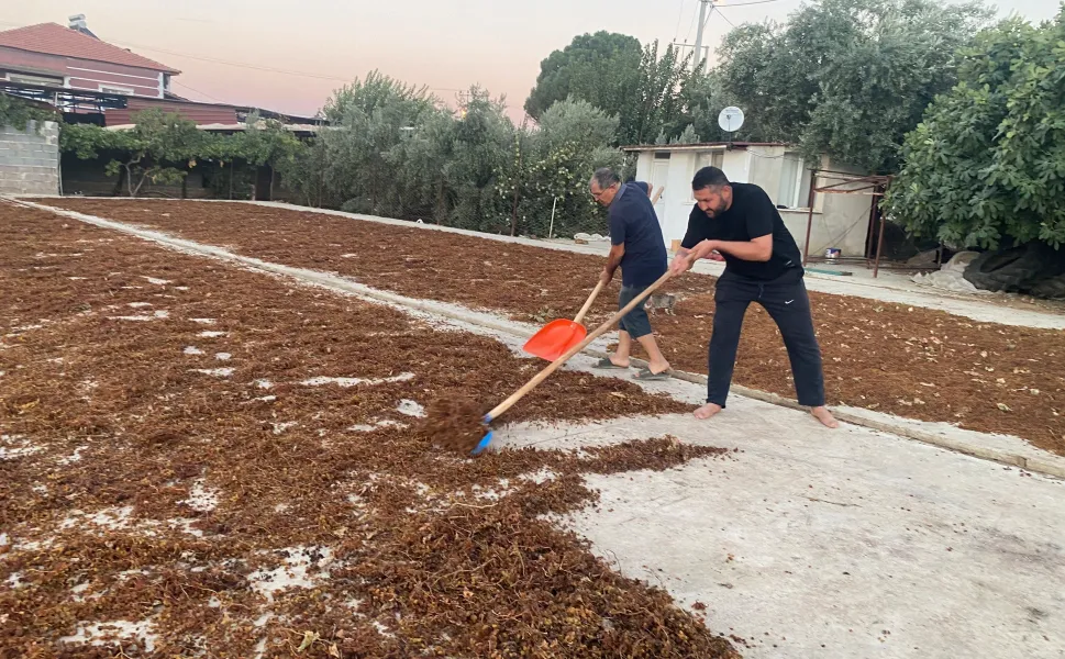 TMO devreye girdi, Alaşehir’de üzüm üreticisi umutlandı