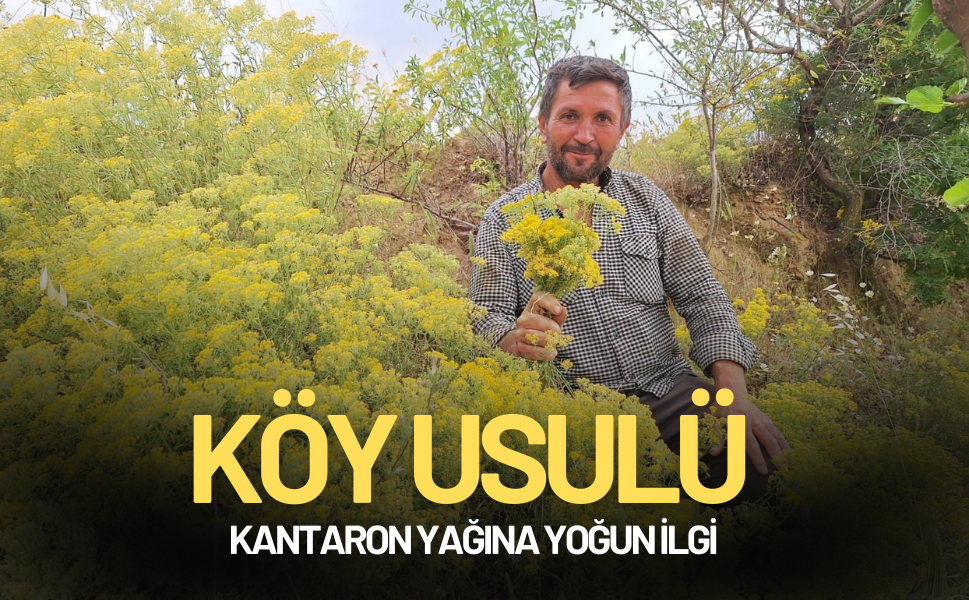 Sarıgöl’de kantaron yağı geleneği