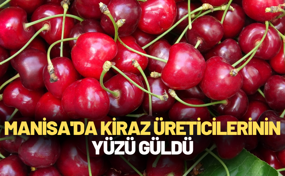 Manisa'da kiraz üreticilerinin yüzü güldü