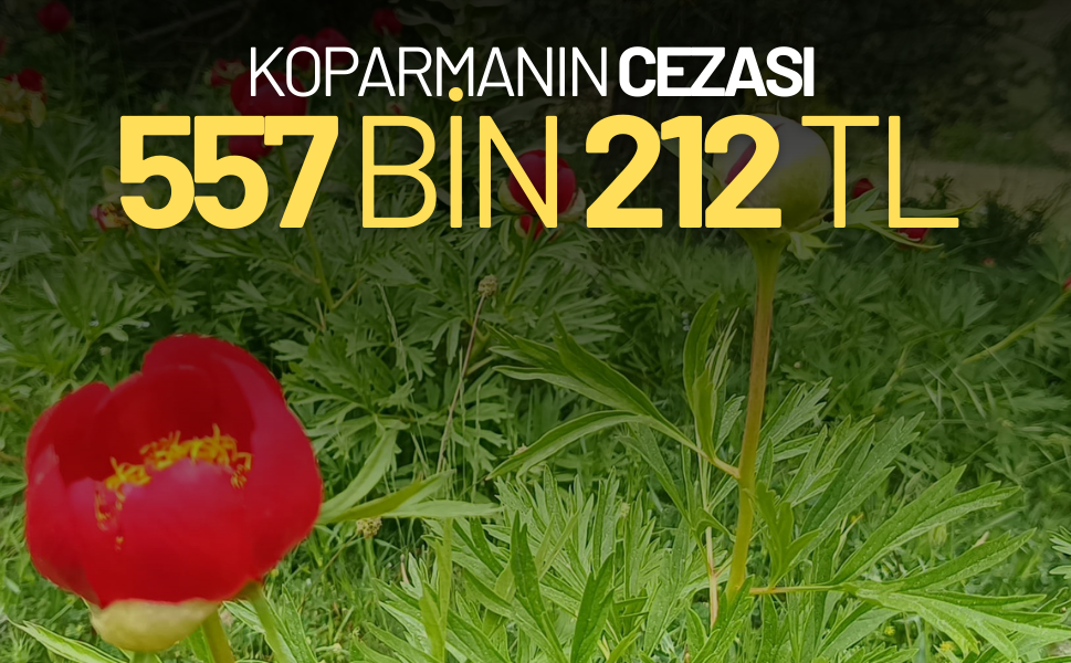 Spil Dağı Milli Parkı'nda Manisa Lalesinden sonra şakayıklar da çiçek açtı!