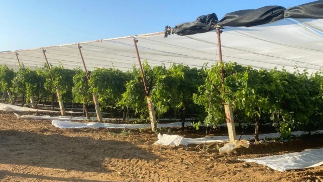 Sarigolde Uzum Baglari