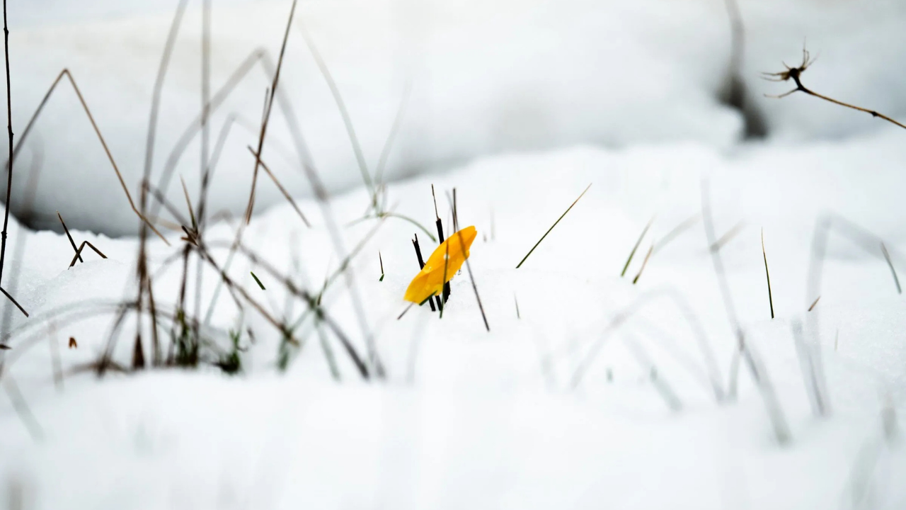 Spil Dağı Milli Parkı'nda Endemik Bitkilere Zarar Verenlerin Cezası 699 Bin Tl (1)