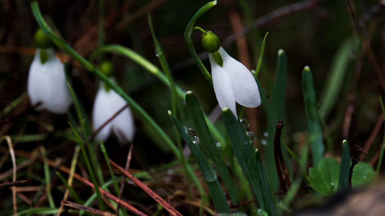 Spil Dağı Milli Parkı'nda Endemik Bitkilere Zarar Verenlerin Cezası 699 Bin Tl (4)