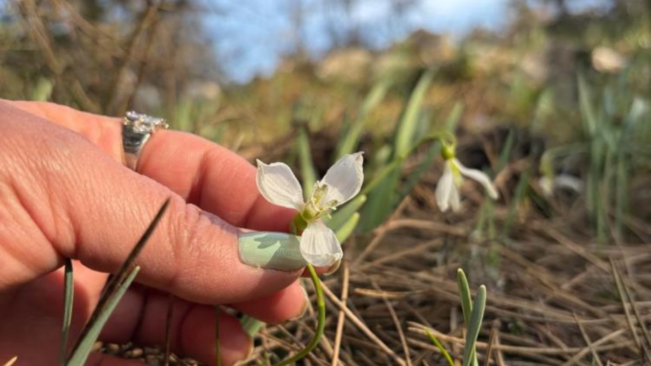 Spil Dağı’nda alışılmadık manzara: Kardelenler ikinci kez açtı-1