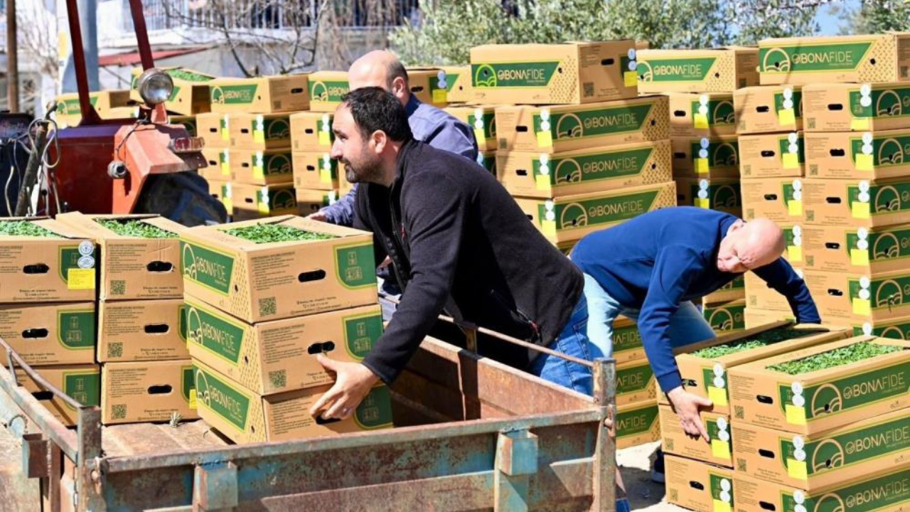 Gördes’te 73 Bin Domates Fidesi Toprakla Buluşuyor2