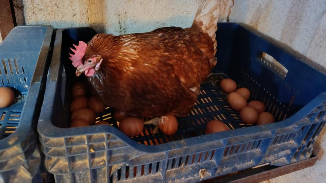 Kiralar Artınca Köye Döndü, Doğal Yumurta Üretimine Başladı1