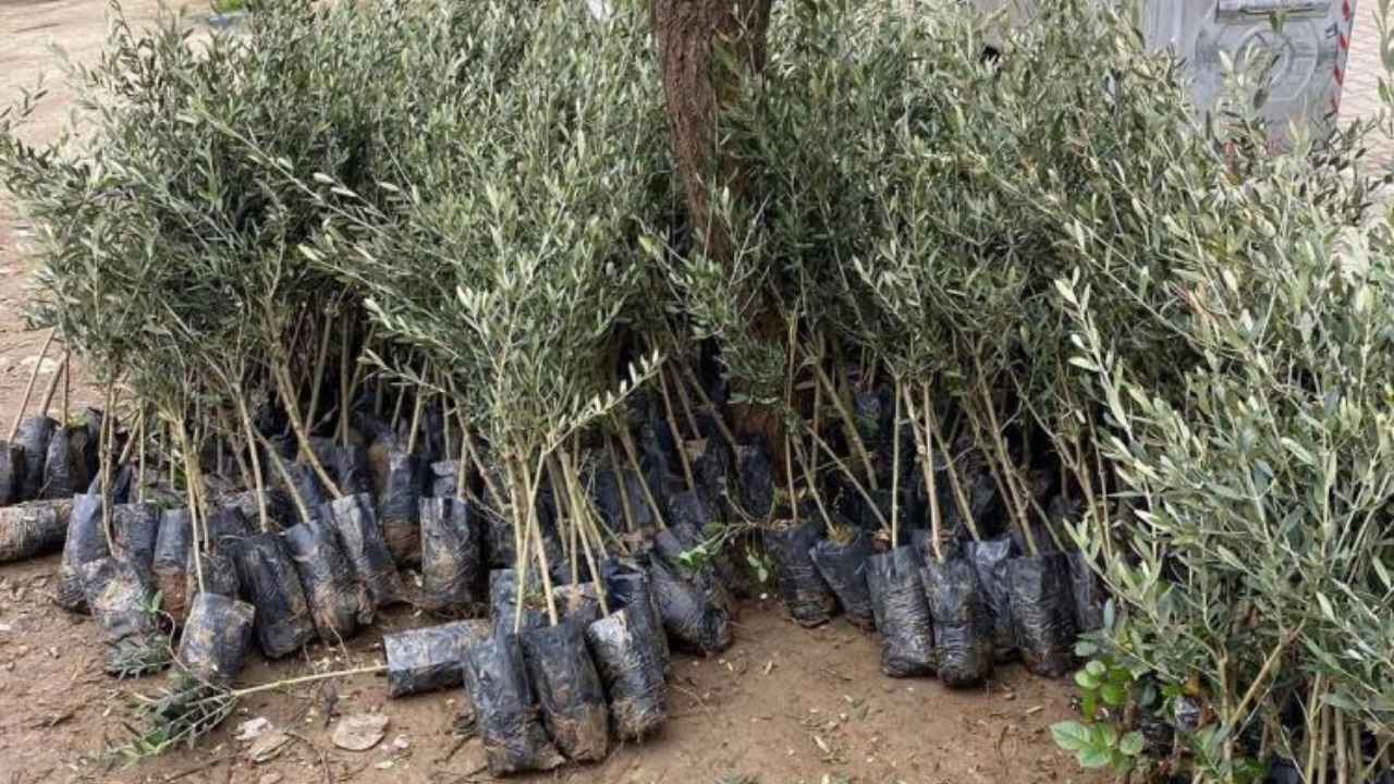 Sarıgöl Trilye Zeytin Fidanı-1