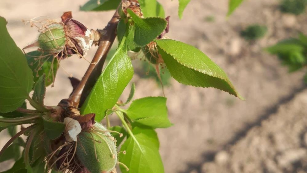 Salihli’de üreticilere kritik uyarı: Hastalık ve zararlılara dikkat-1