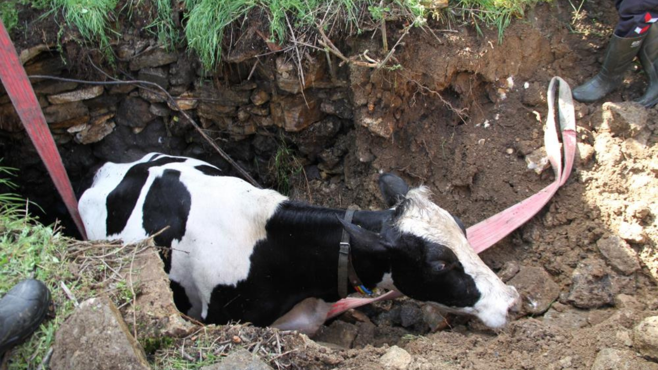 Kula’da kuyuya düşen gebe inek kurtarıldı-1