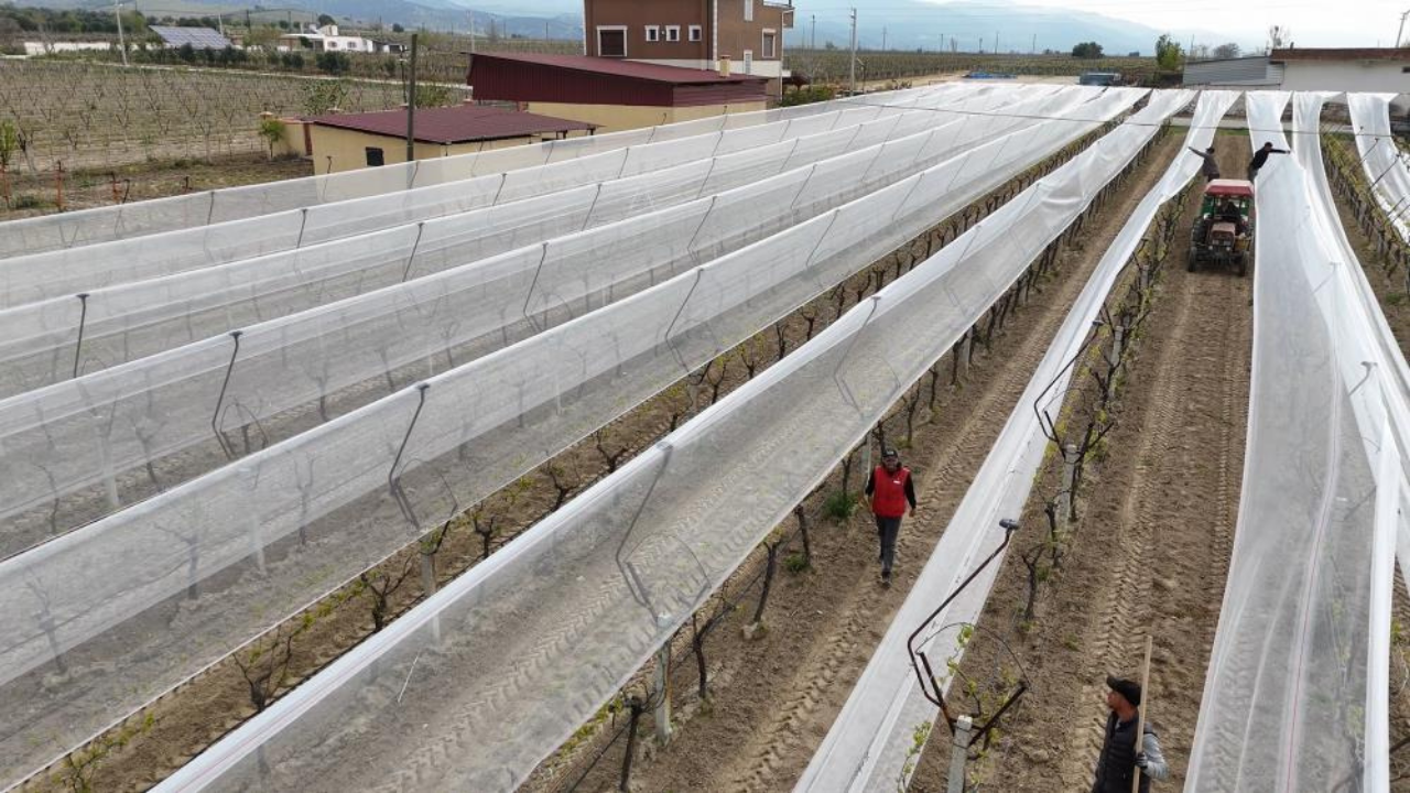 Alaşehir’de kadın üreticiden örnek proje: Bağlar tülle korunuyor-1