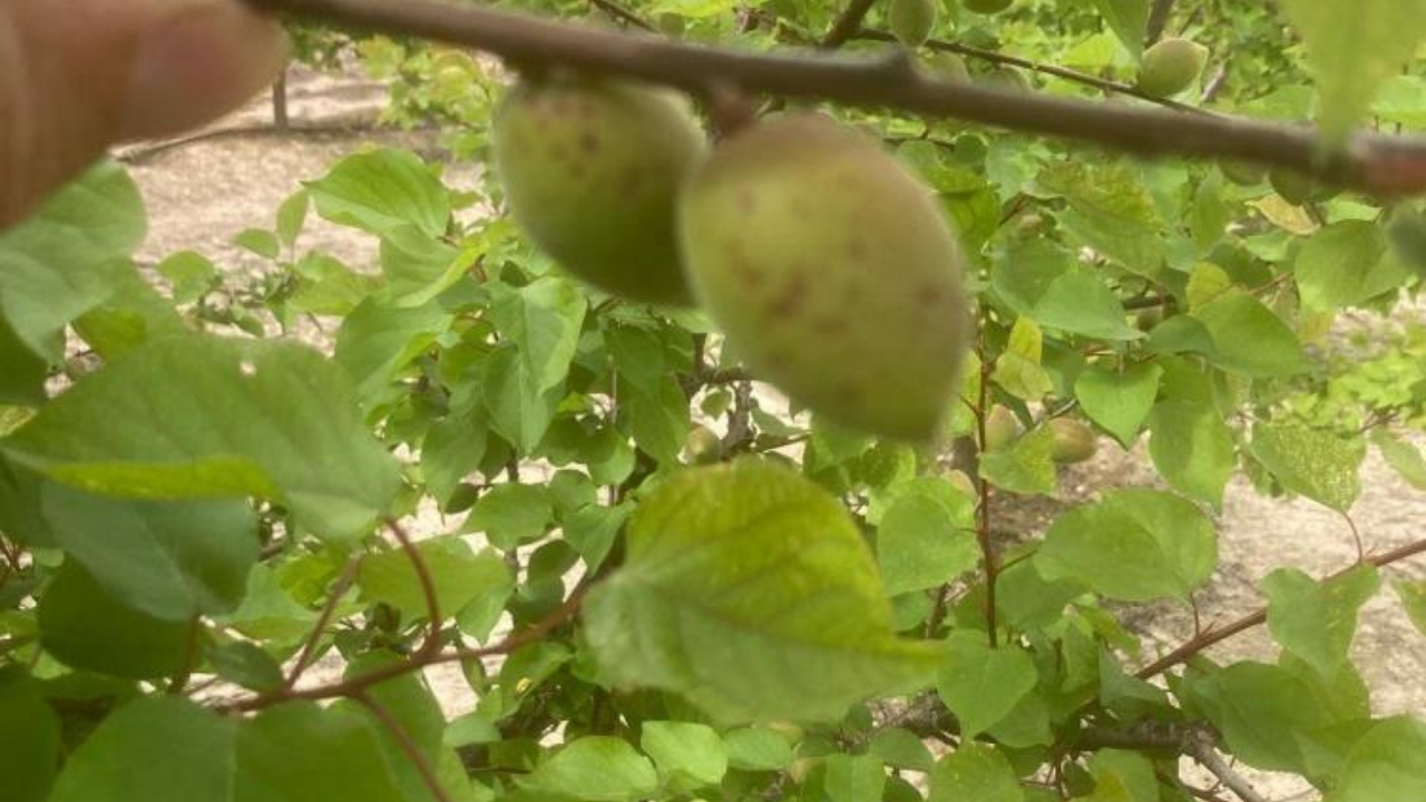 Salihli’de üreticilere kritik uyarı: Hastalık riski arttı-1