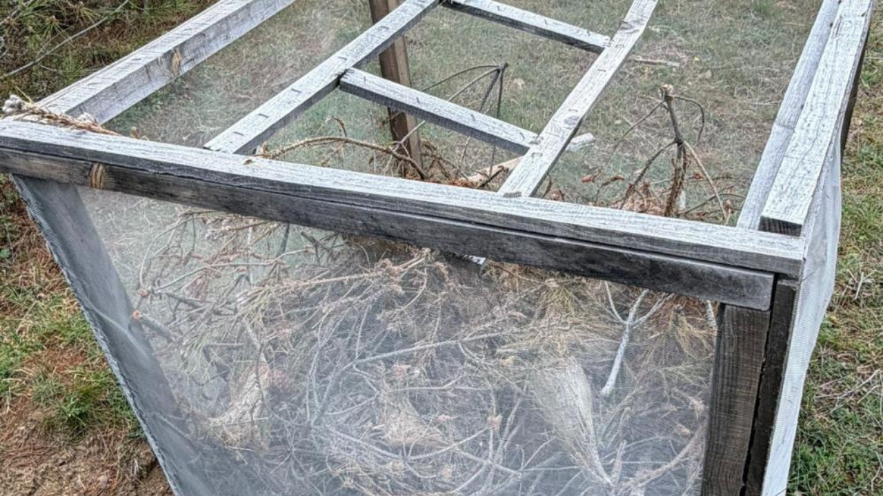 Çam Ormanlarında 'Kese Kurdu' Alarmı