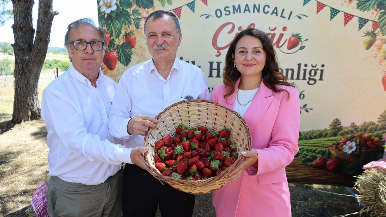 Osmancalı çileğinde sezon coşkusu: İlk hasat şenlikle başladı